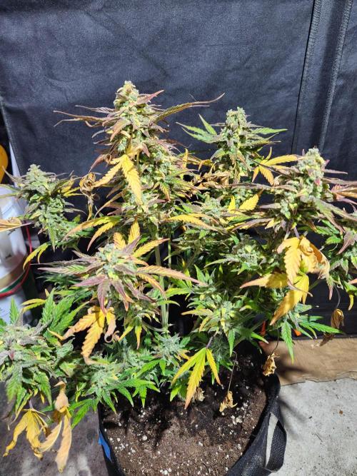 Polar express Auto. Week 9
