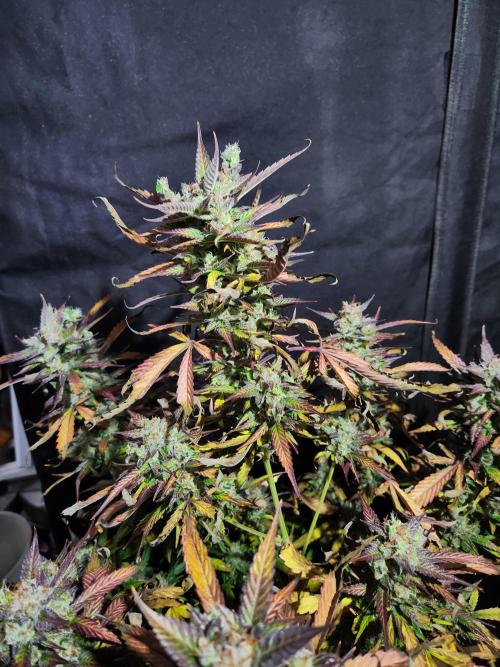 Black dog auto. Week 9