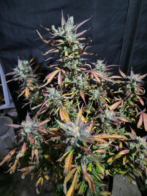 Black dog auto. Week 9