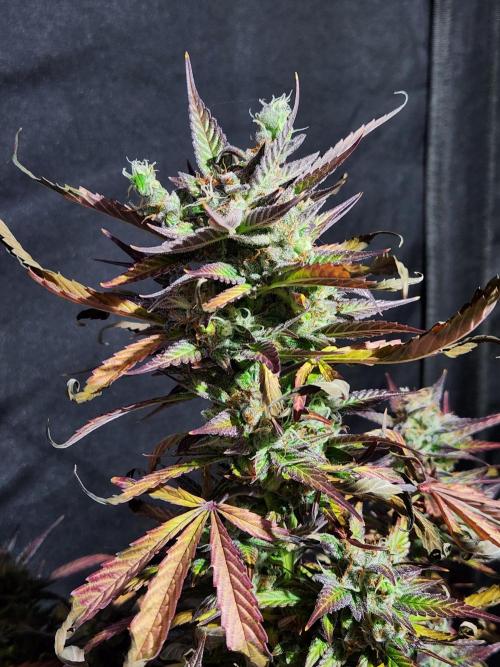 Black dog auto. Week 9