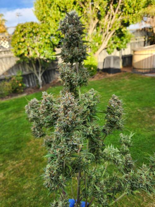 Banana purple punch auto. Week 9