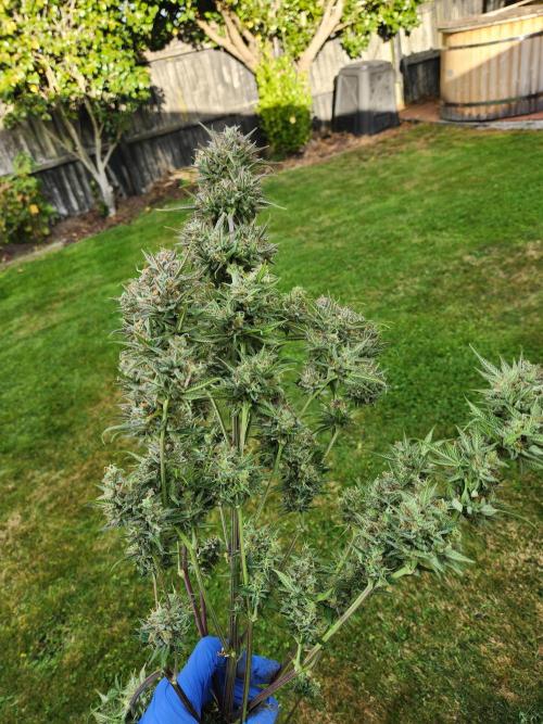 Banana purple punch auto. Week 9