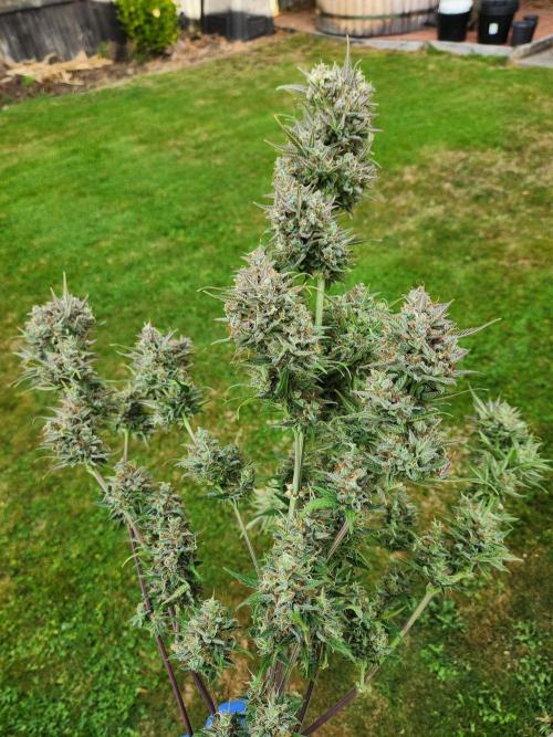 Banana purple punch auto. Week 9