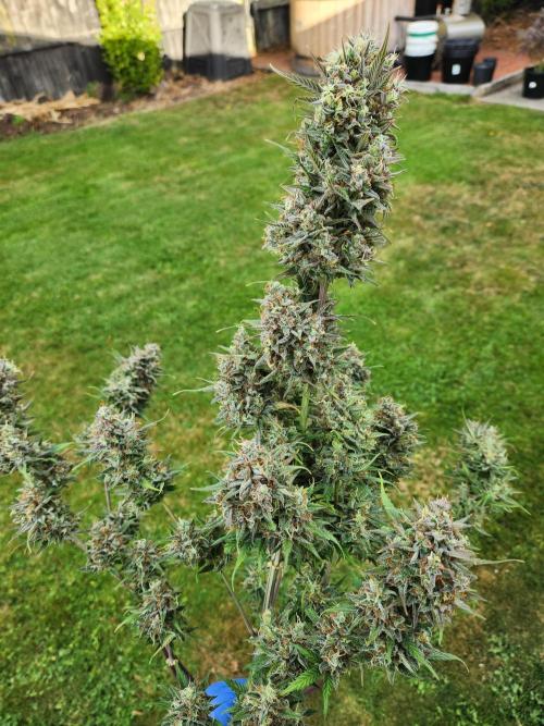 Banana purple punch auto. Week 9
