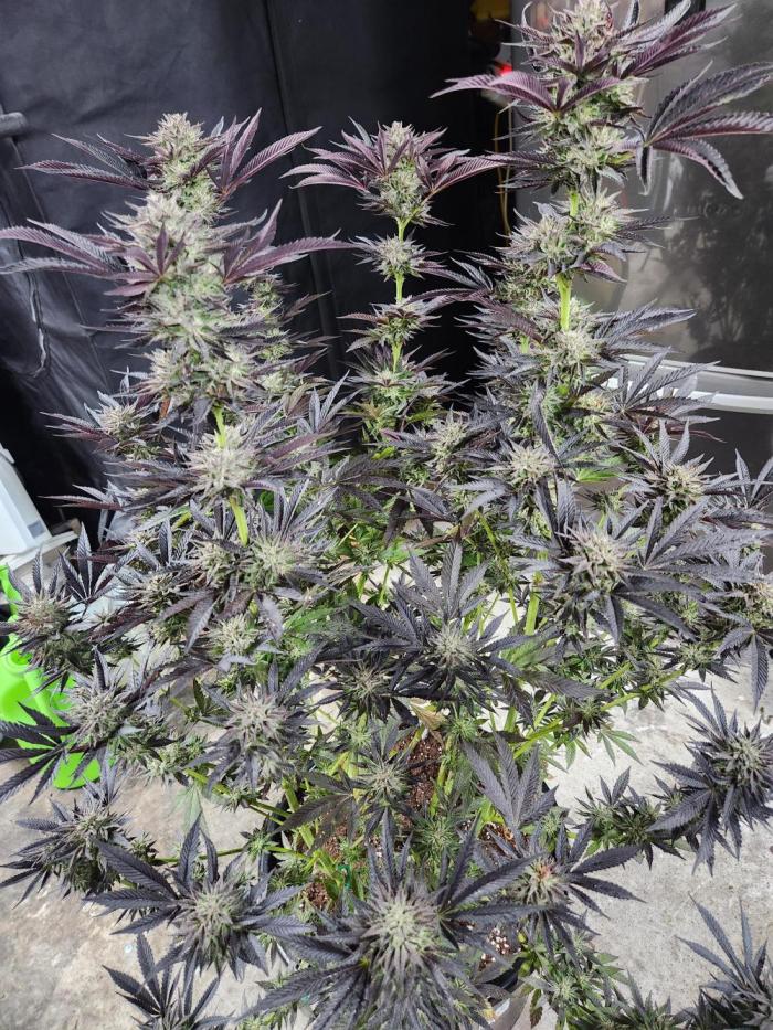 Lychee, mylar magic x lemon cherry gelat. Week 13