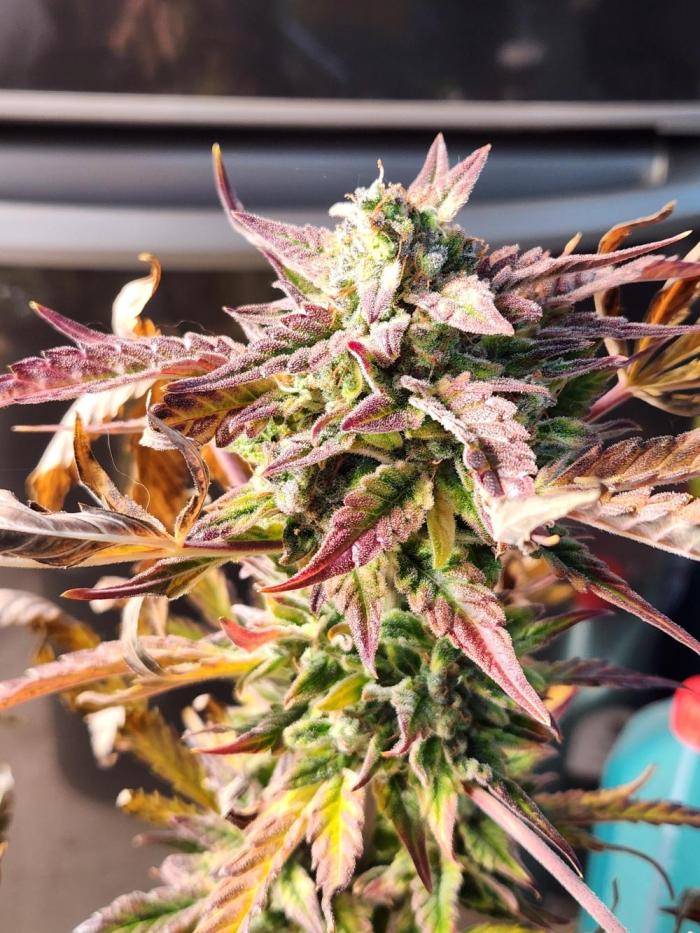 Jack herer auto. Week 10