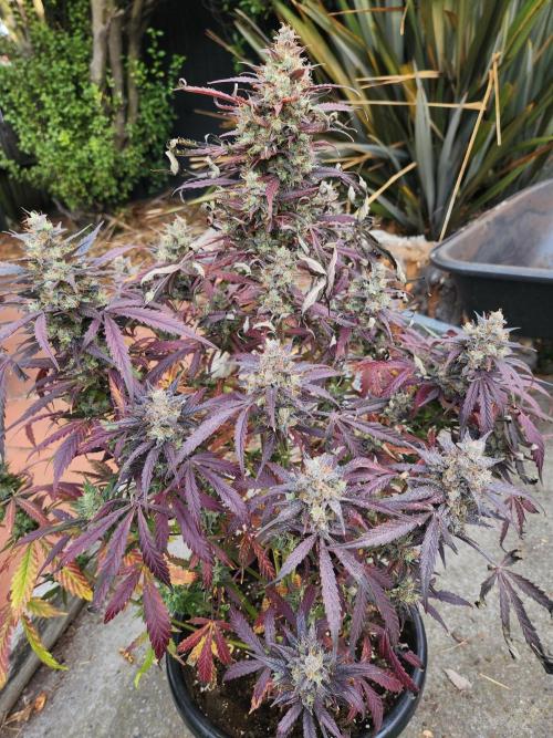 Strawberry haze auto. Week 8
