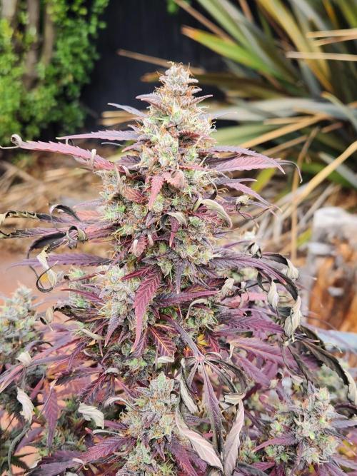Strawberry haze auto. Week 8