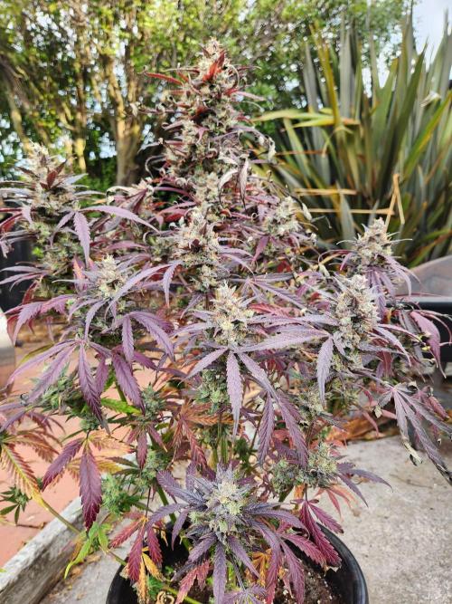 Strawberry haze auto. Week 8