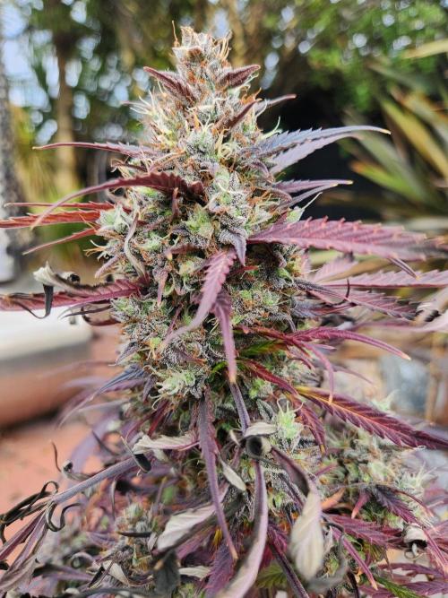 Strawberry haze auto. Week 8
