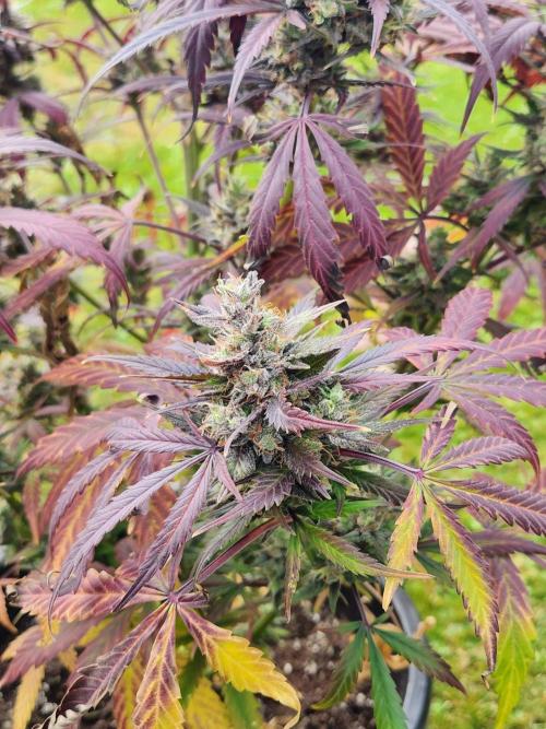 Strawberry haze auto. Week 8