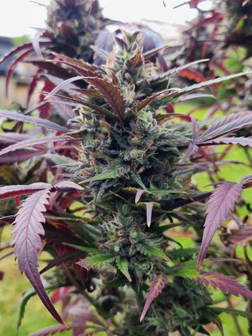 Strawberry haze auto. Week 8