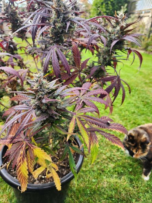 Strawberry haze auto. Week 8