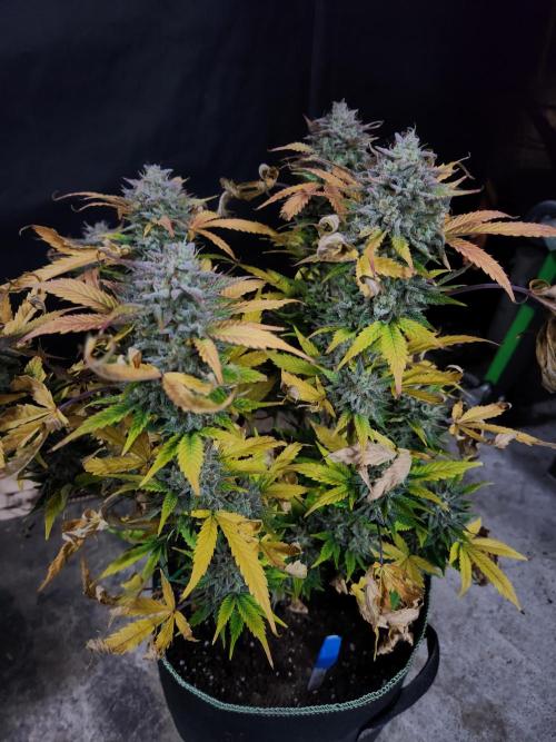 Grape soda auto. Week 9