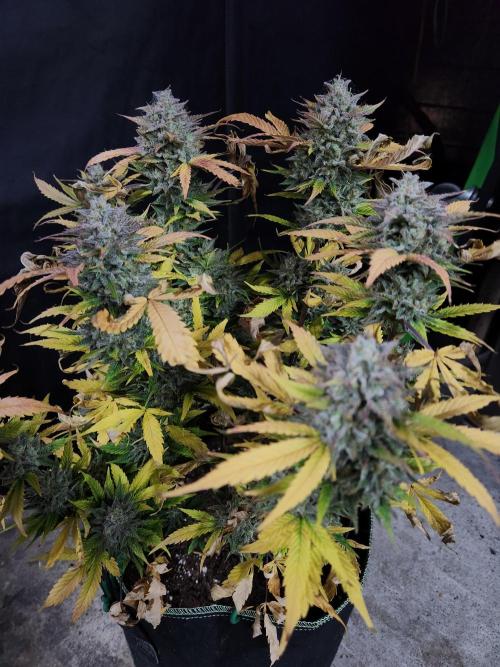 Grape soda auto. Week 9