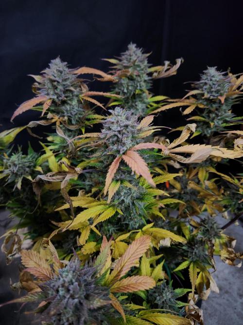 Grape soda auto. Week 9