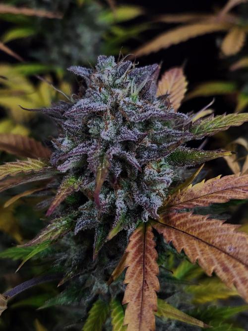 Grape soda auto. Week 9
