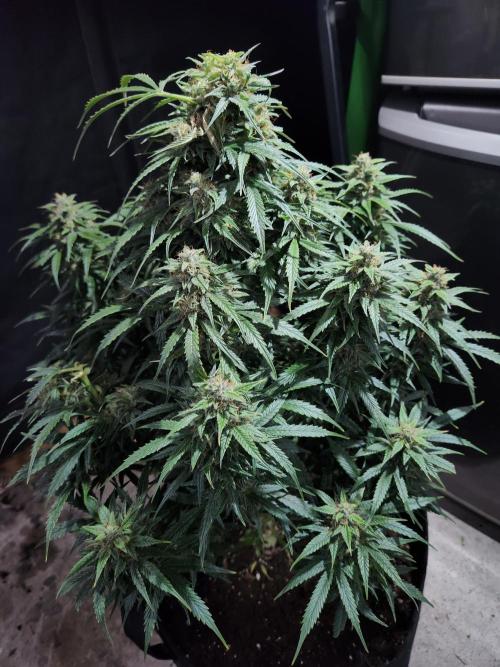 Nefertiti auto. Week 8