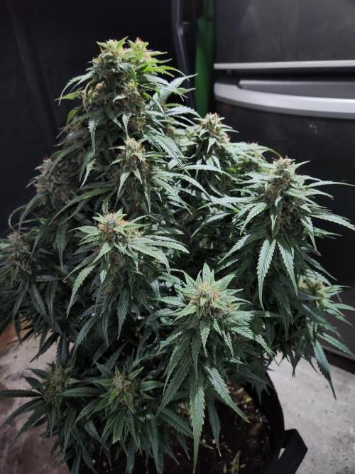 Nefertiti auto. Week 8