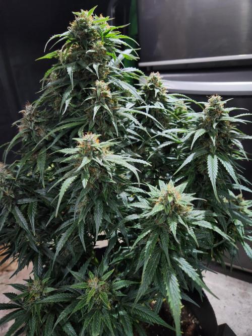 Nefertiti auto. Week 8