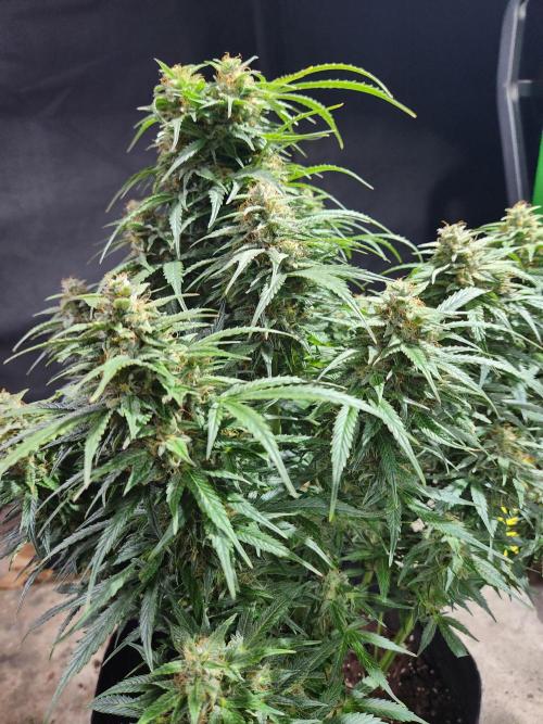 Nefertiti auto. Week 8