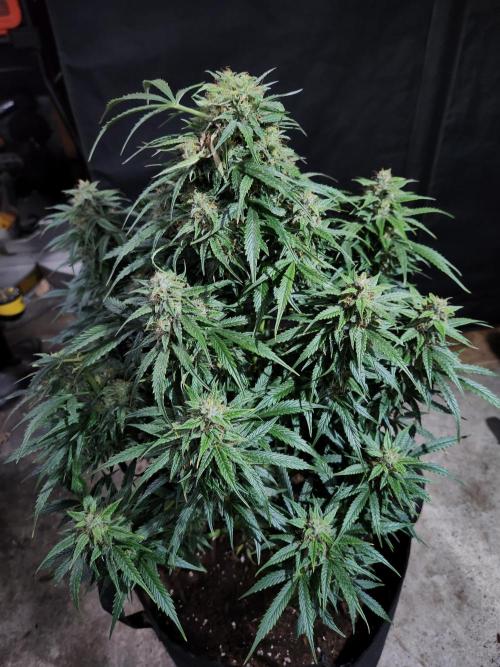 Nefertiti auto. Week 8