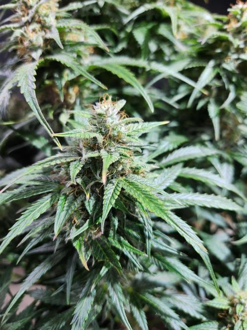 Nefertiti auto. Week 8