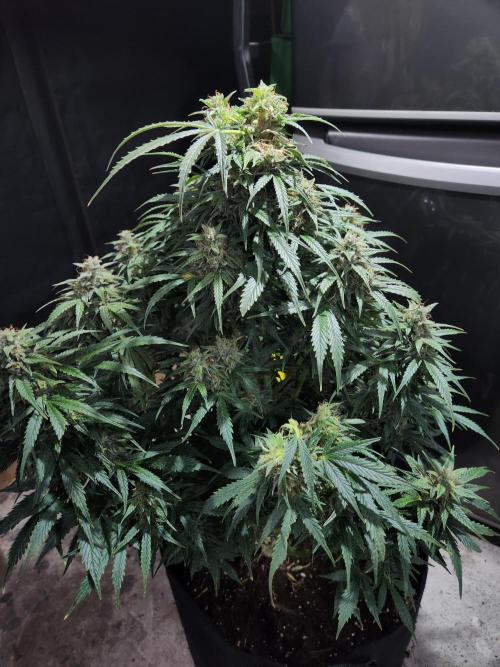 Nefertiti auto. Week 8