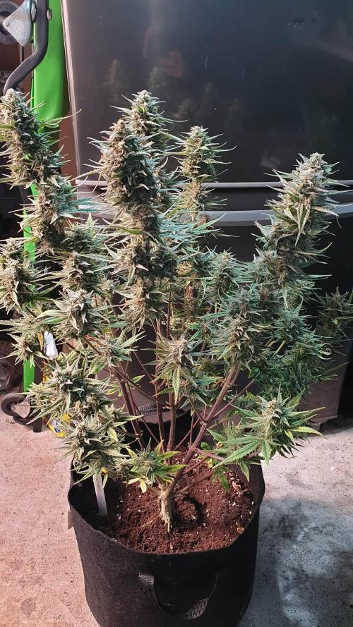 Lemon Oasis Auto. Week 8
