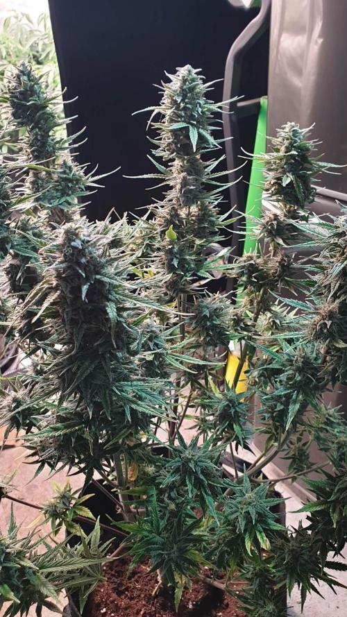 Lemon Oasis Auto. Week 8