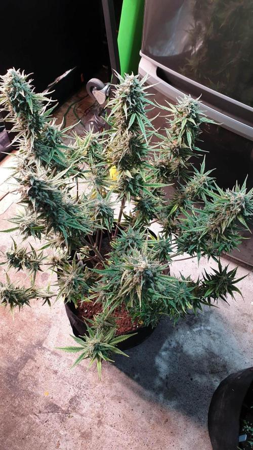 Lemon Oasis Auto. Week 8
