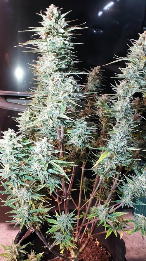 Lemon Oasis Auto. Week 8
