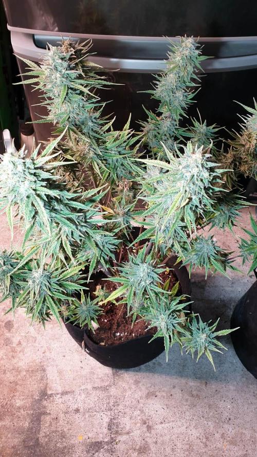 Lemon Oasis Auto. Week 8