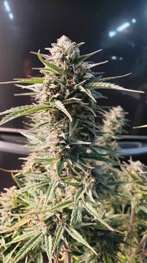 Lemon Oasis Auto. Week 8