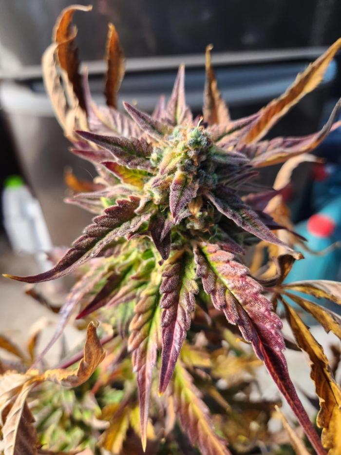 Polar express. Week 10