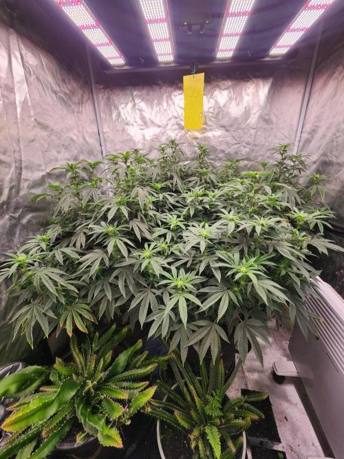 Lychee. Week 3