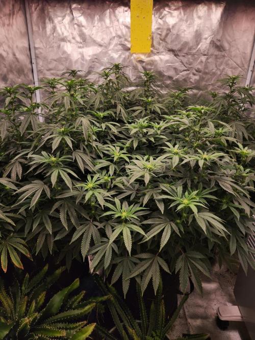 Lychee. Week 3