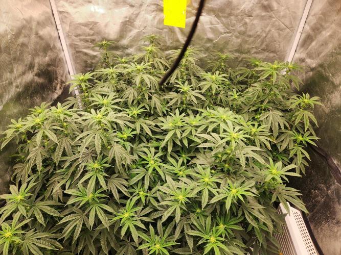 Lychee. Week 3