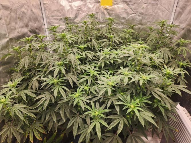 Lychee. Week 3
