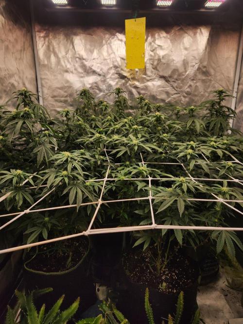 Lychee. Week 4