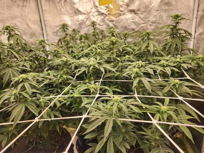 Lychee. Week 4