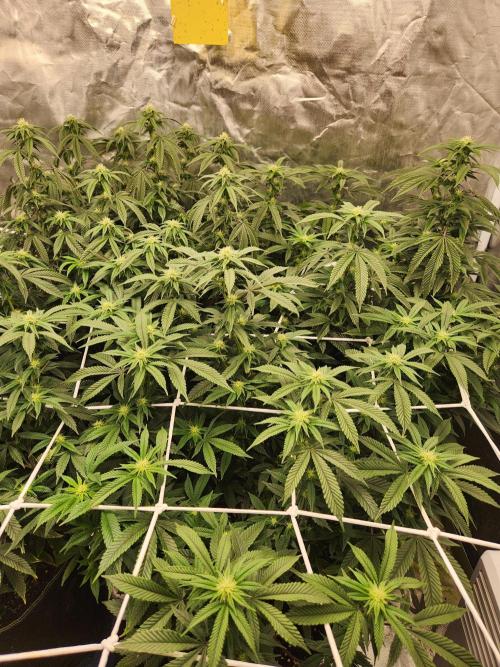 Lychee. Week 4