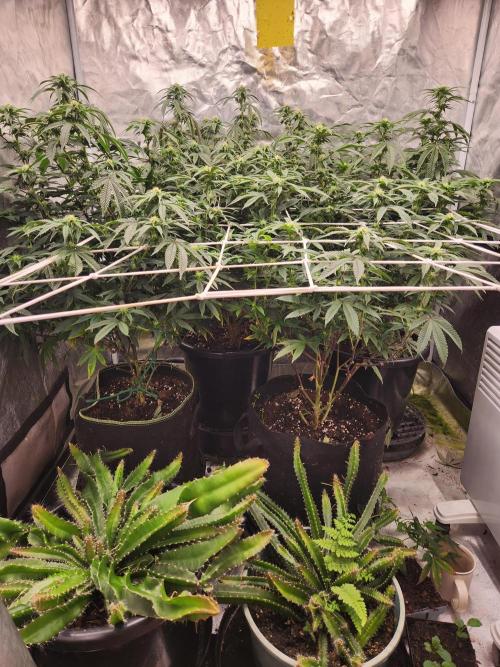 Lychee. Week 4