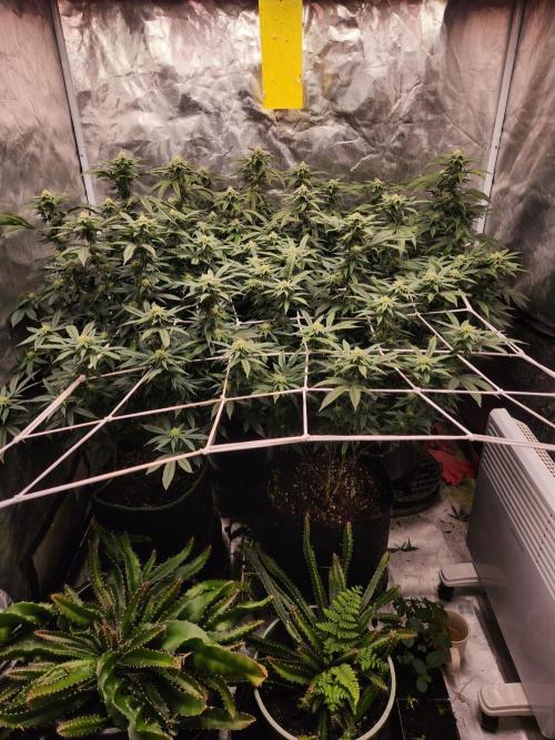Lychee. Week 5