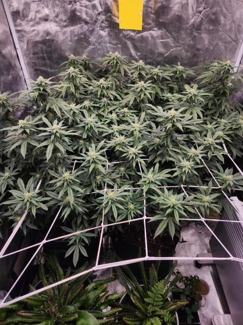 Lychee. Week 5