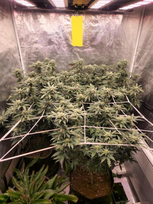 Lychee. Week 6