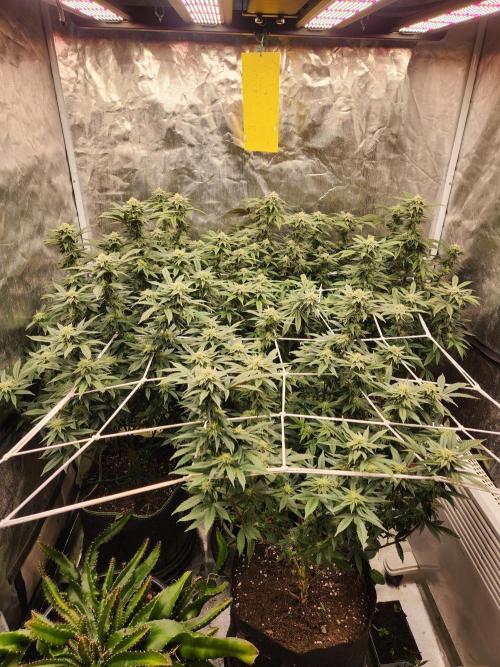 Lychee. Week 6