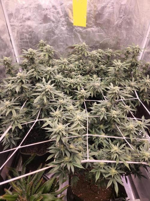 Lychee. Week 6