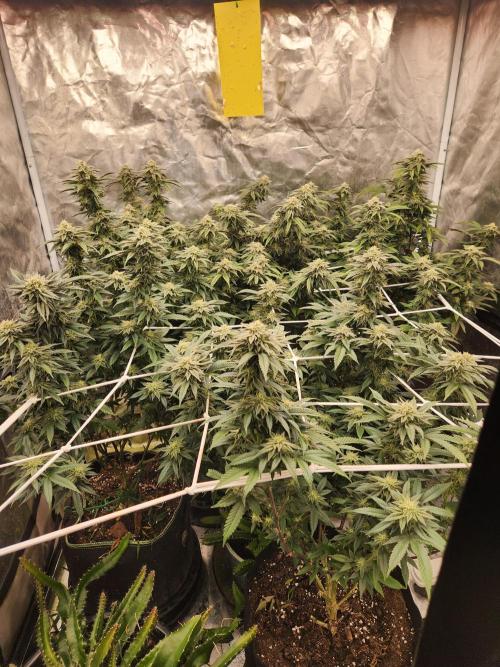 Lychee. Week 7