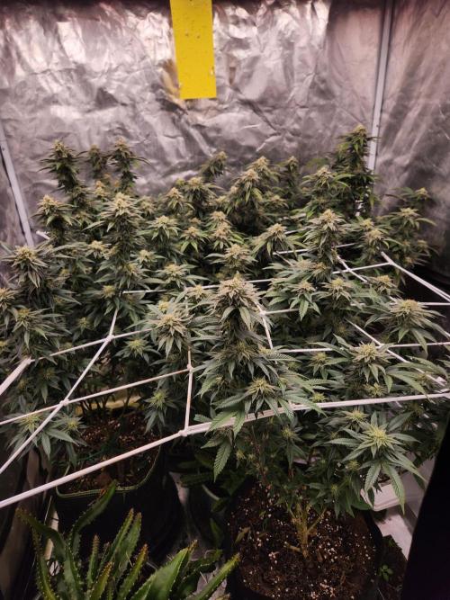 Lychee. Week 7